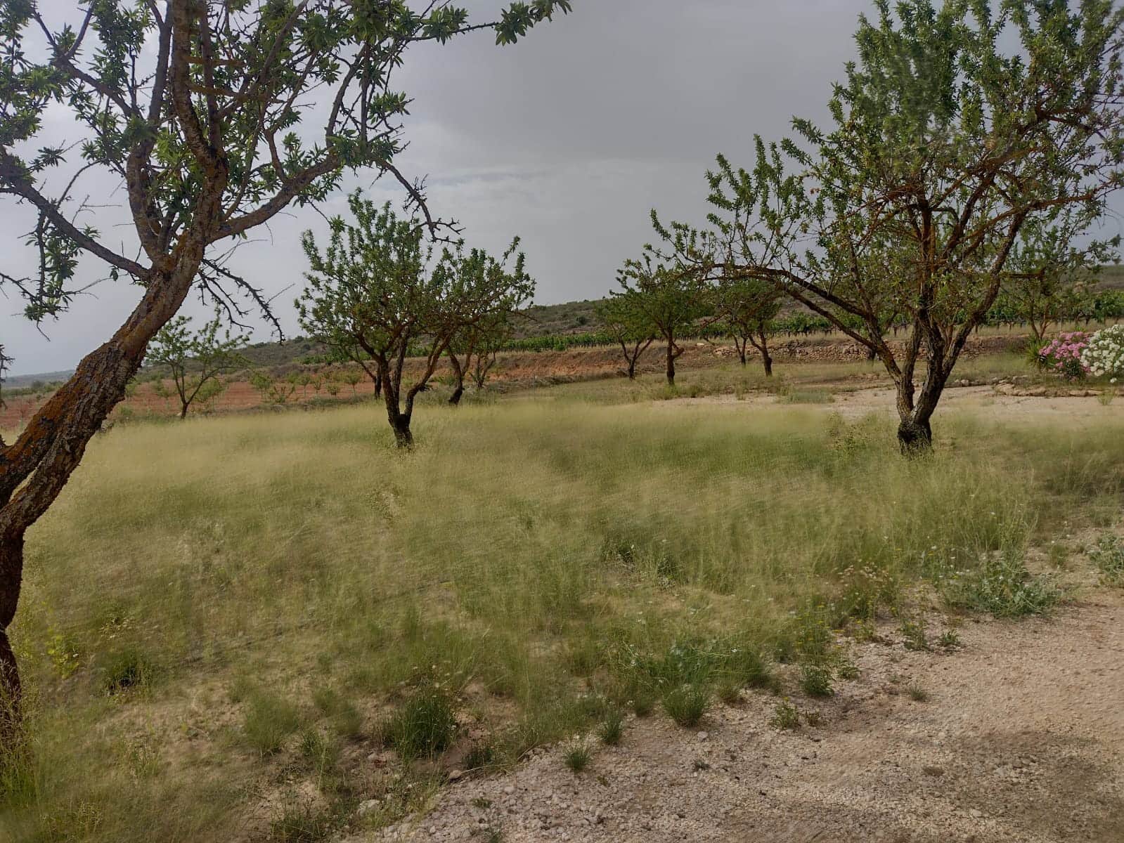 Grond te koop in Pinoso - € 8.000 (Ref: 7696502)