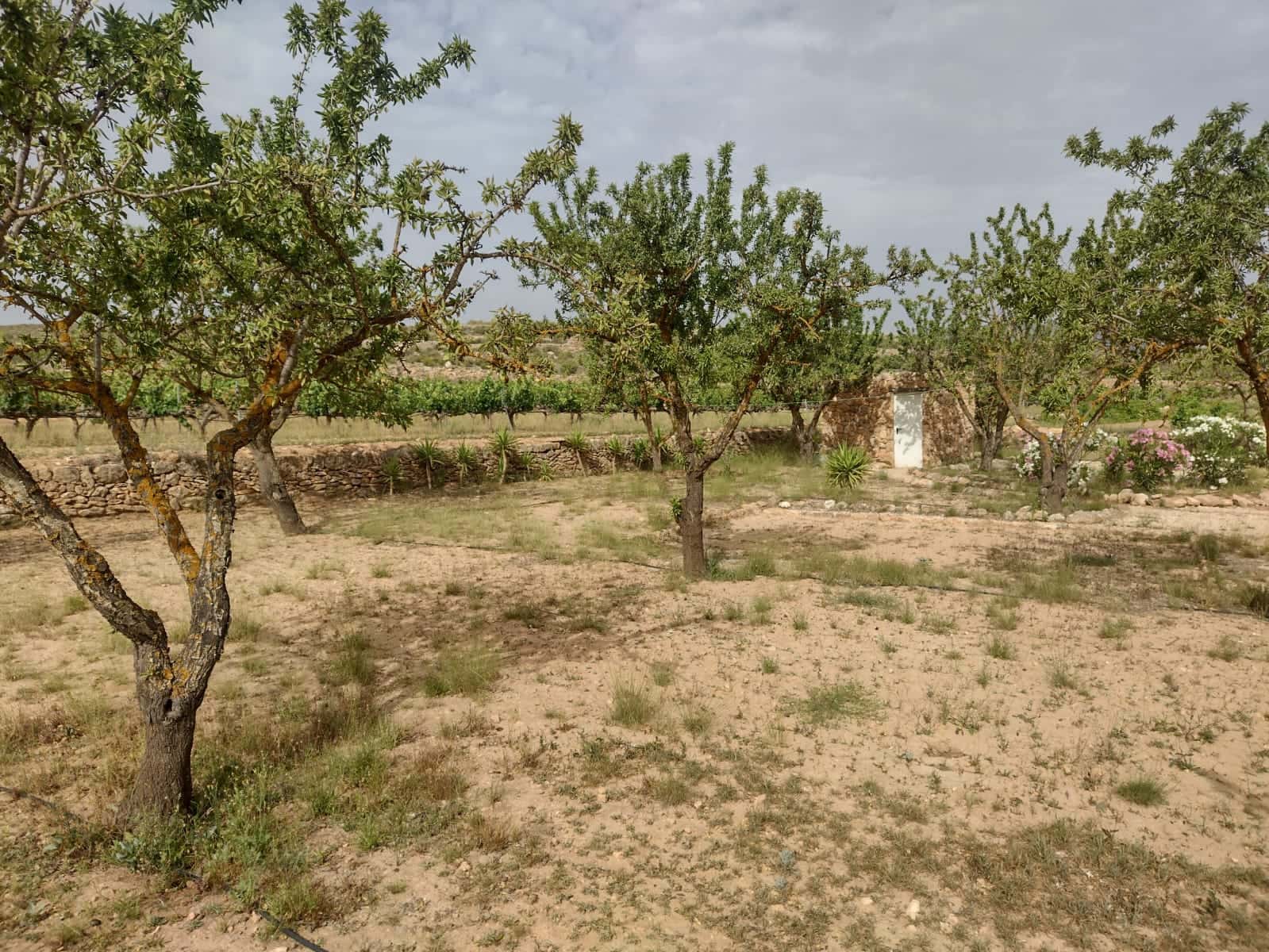 Grond te koop in Pinoso - € 8.000 (Ref: 7696502)