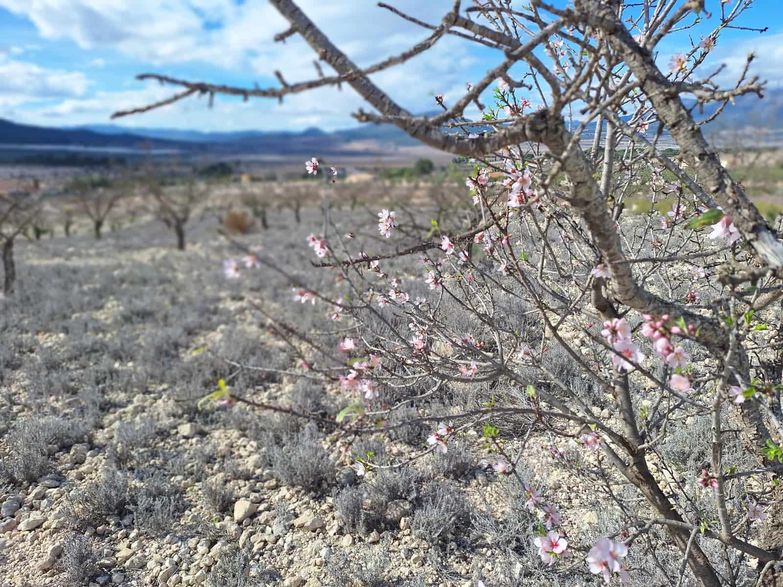 Rakentamaton maa myytävänä paikassa Salinas - 55 000 € (Ref: 8125795)