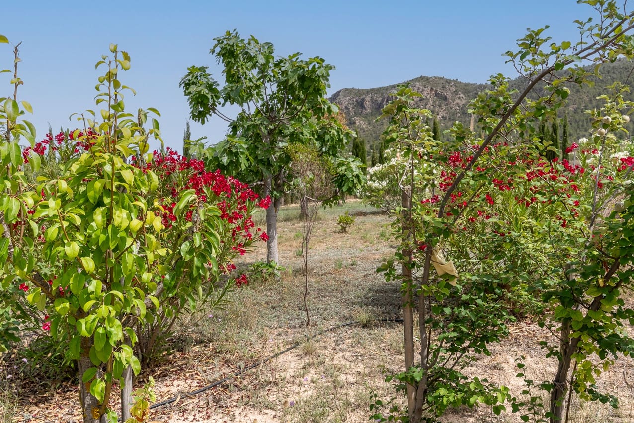 5 sypialnia Willa na sprzedaż w Elda z basenem - 449 500 € (Ref: 8408586)