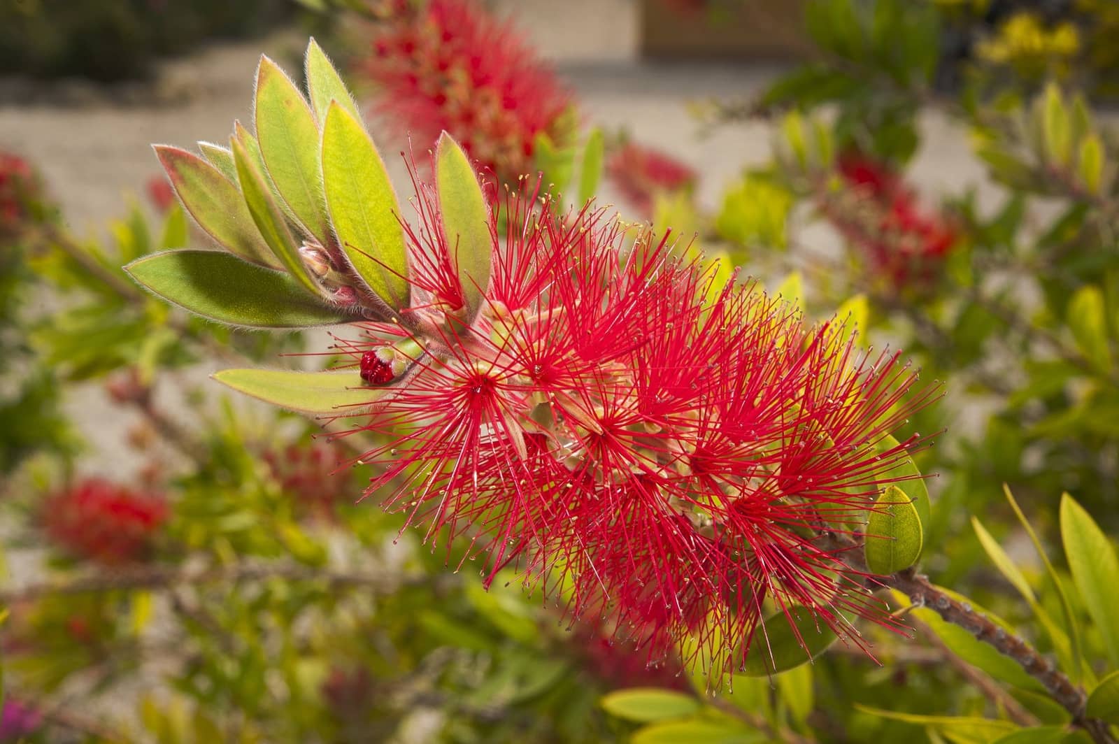 6 camera da letto Villa in vendita in Macisvenda con piscina - 544.500 € (Rif: 8787221)