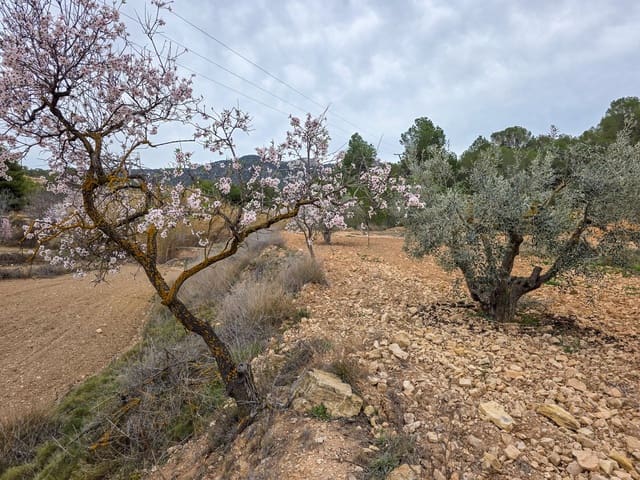 Ubebygd land til salgs i La Zarza, Pinoso - € 49 950 (Ref: 8853026)