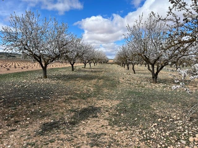 Undeveloped Land for sale in Yecla - € 50,000 (Ref: 8866380)