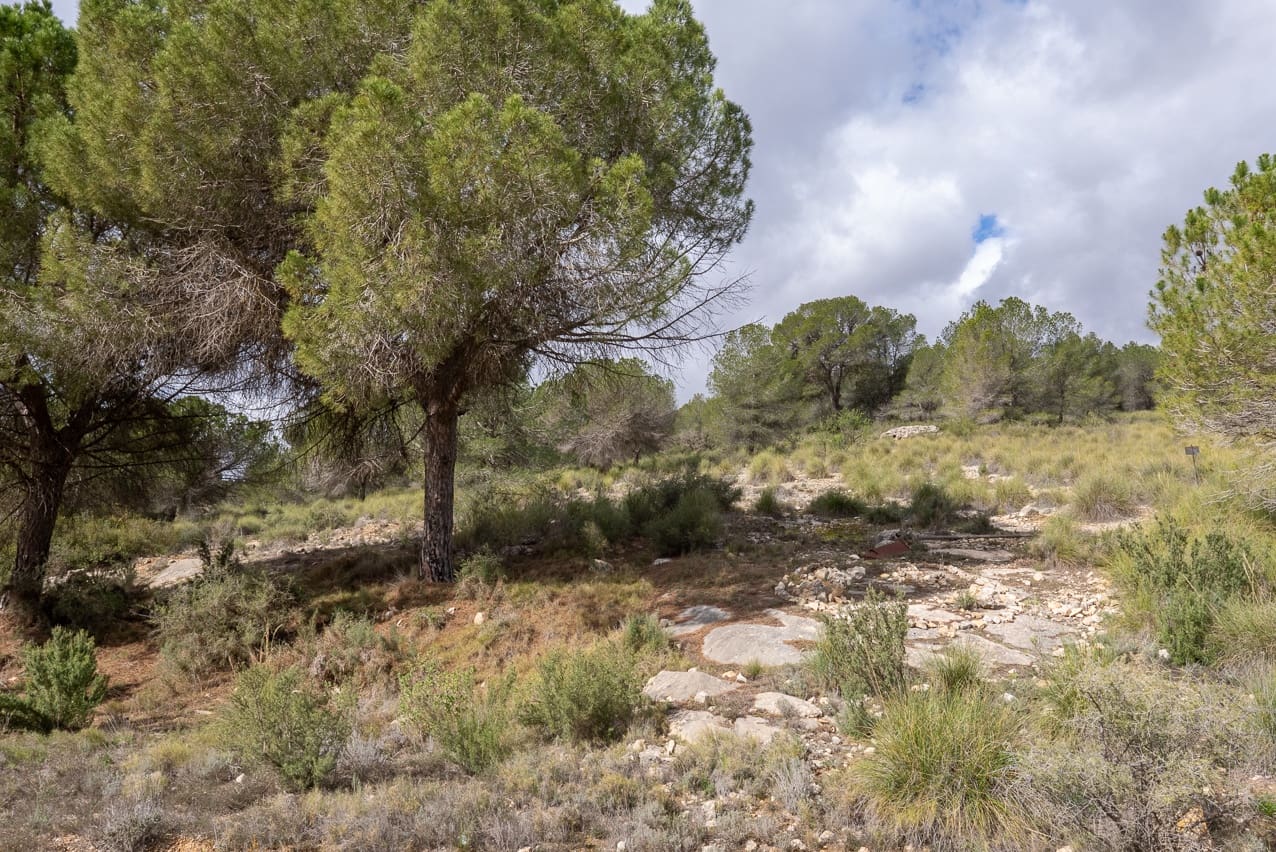 5 soveværelse Finca/Landehus til salg i Pinoso med swimmingpool - € 360.000 (Ref: 8887041)