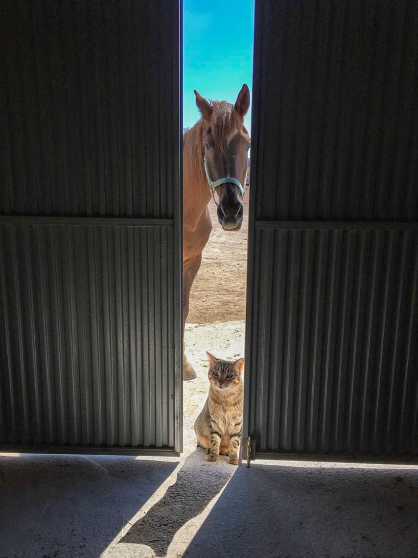 3 bedroom Villa for sale in Pinoso with pool - € 510,000 (Ref: 8981123)