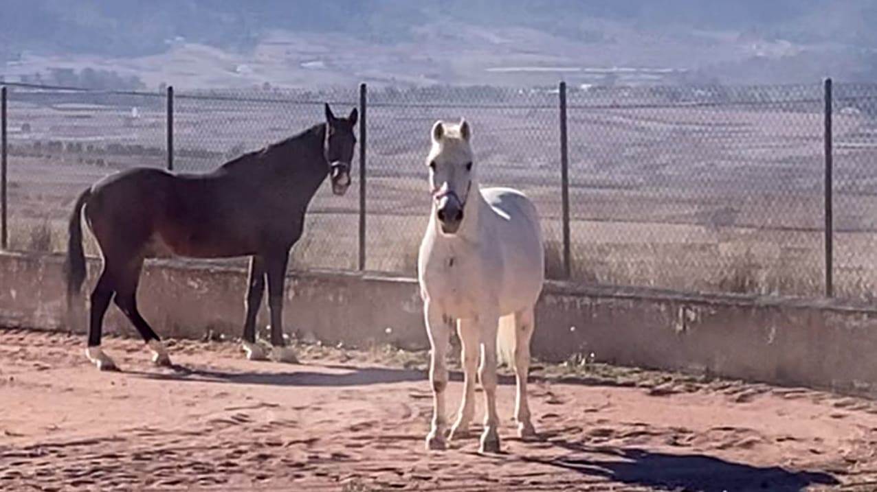 3 bedroom Villa for sale in Pinoso with pool - € 510,000 (Ref: 8981123)