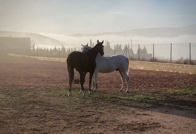 3 bedroom Villa for sale in Pinoso with pool - € 510,000 (Ref: 8981123)