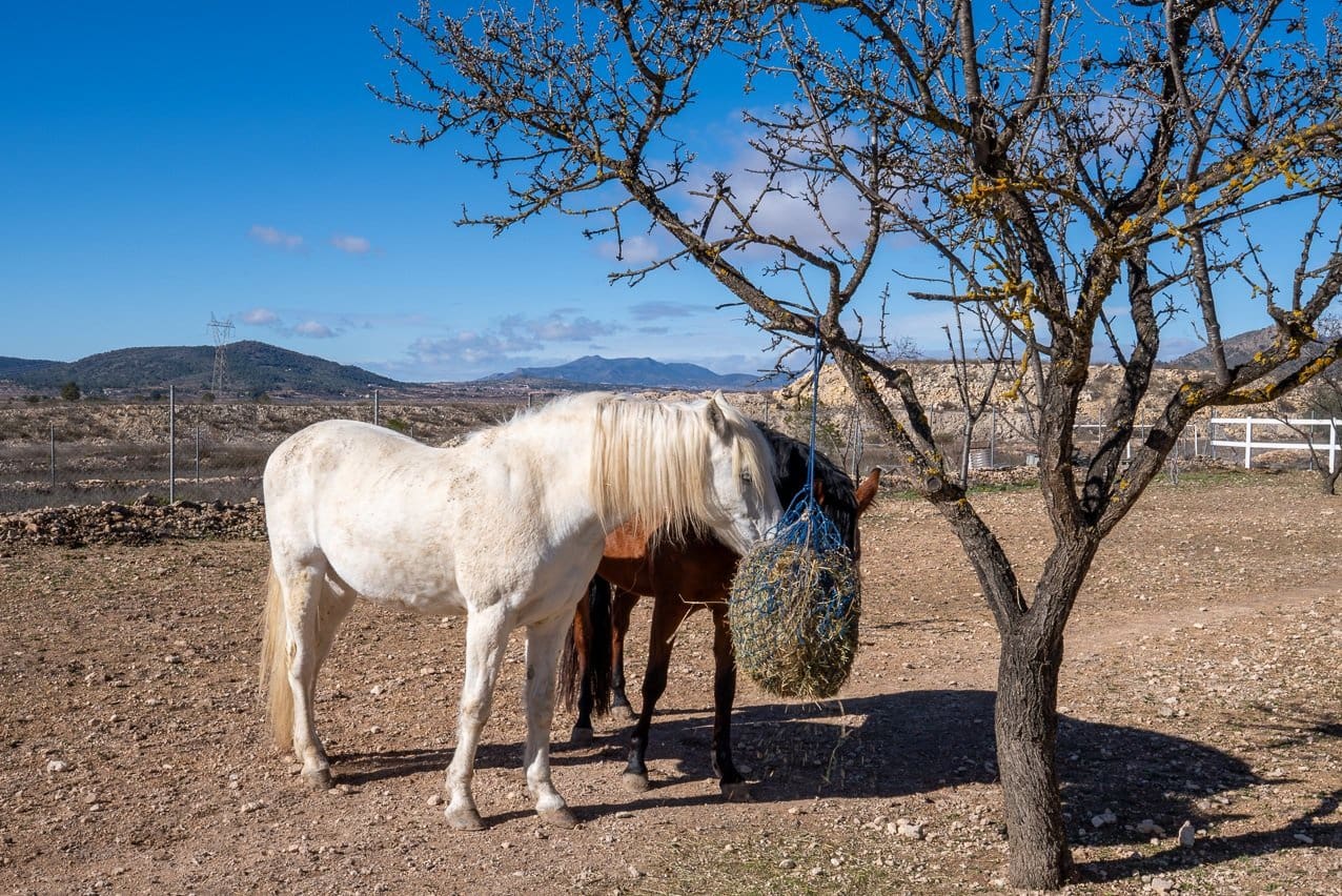 2 bedroom Finca/Country House for sale in Monovar / Monover with pool - € 200,000 (Ref: 9590385)