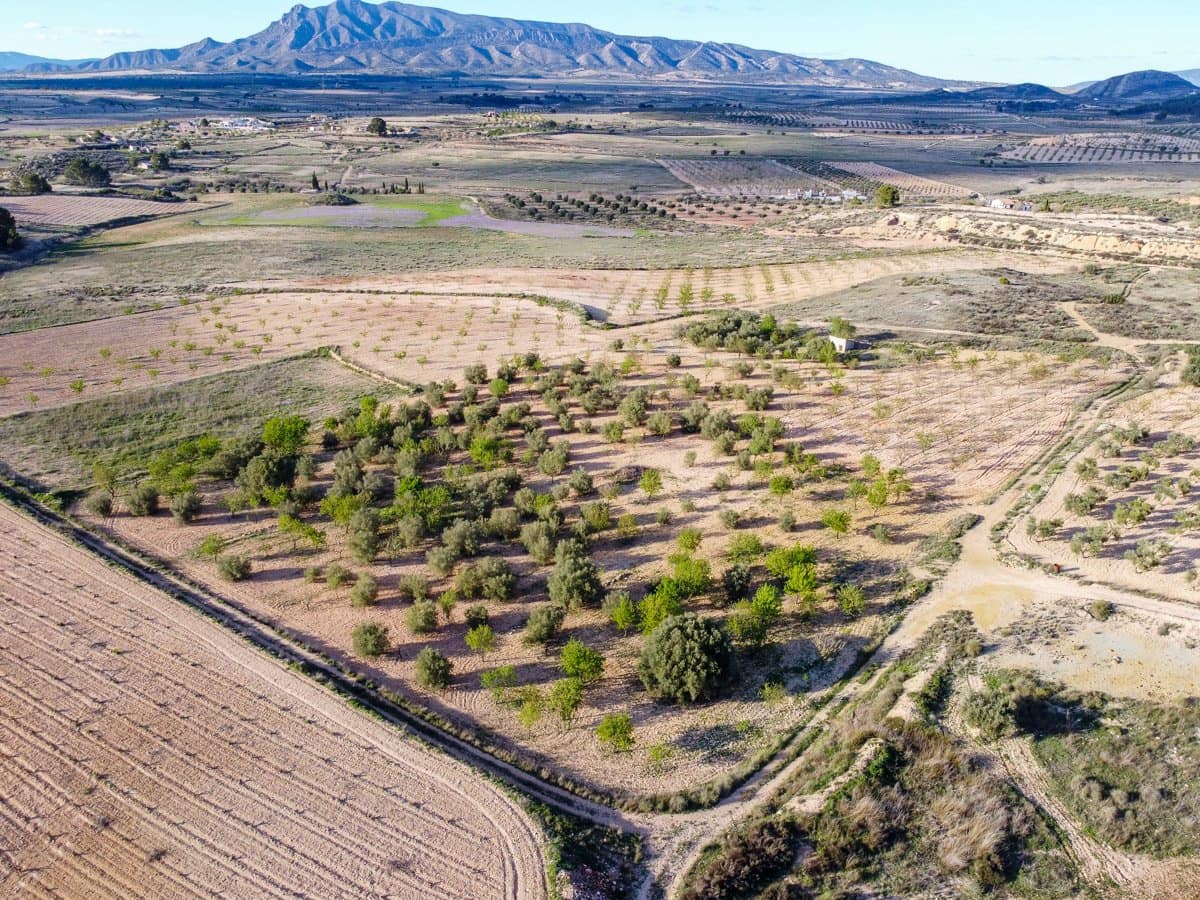 Undeveloped Land for sale in Jumilla - € 33,995 (Ref: 9688489)
