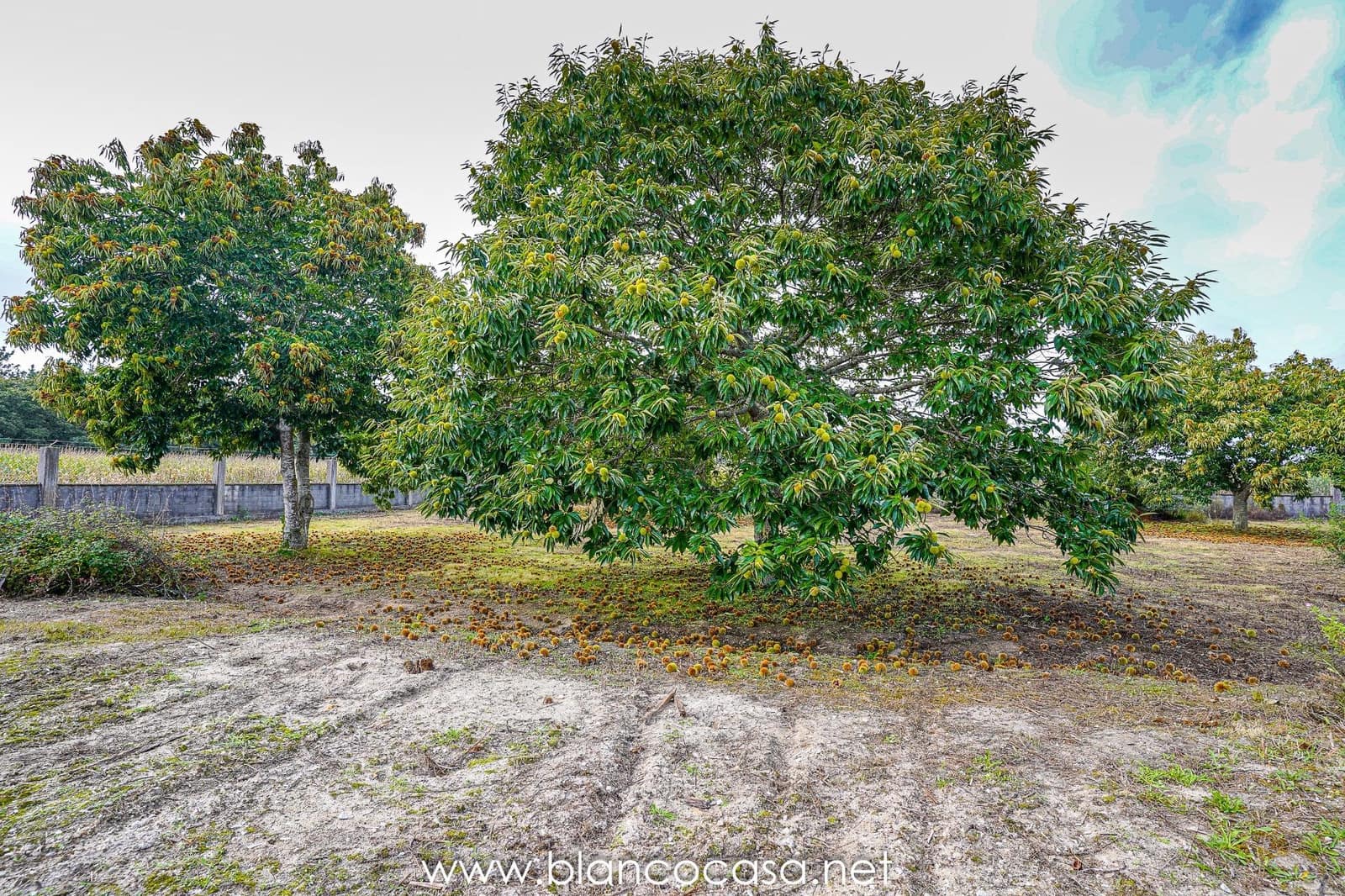 Teren niezagospodarowany na sprzedaż w Baio - 290 000 € (Ref: 9383472)