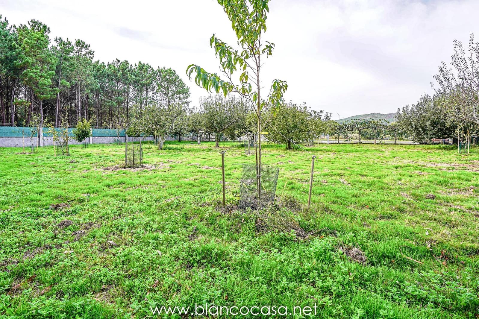 Teren niezagospodarowany na sprzedaż w Baio - 290 000 € (Ref: 9383472)