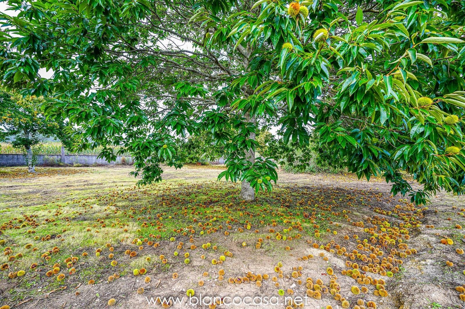 Teren niezagospodarowany na sprzedaż w Baio - 290 000 € (Ref: 9383472)