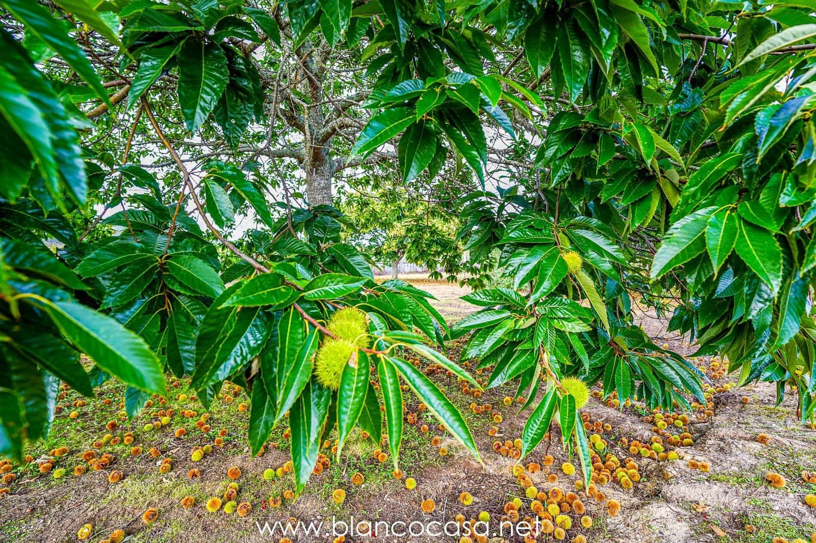 Teren niezagospodarowany na sprzedaż w Baio - 290 000 € (Ref: 9383472)