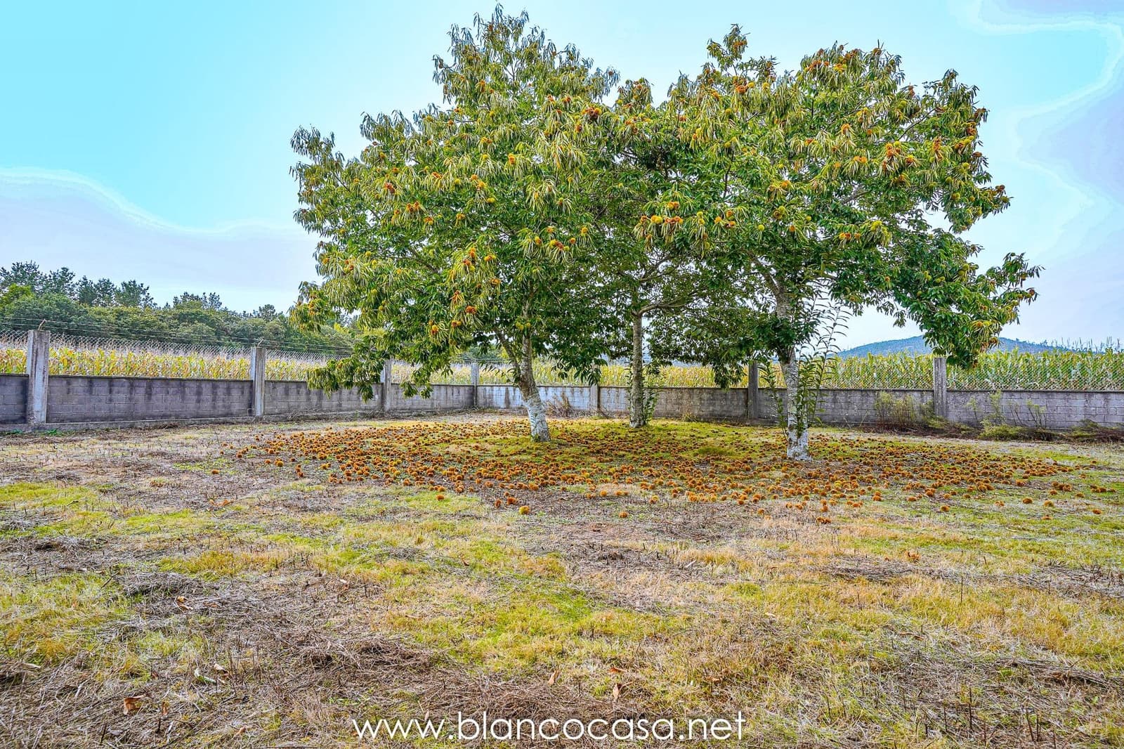 Teren niezagospodarowany na sprzedaż w Baio - 290 000 € (Ref: 9383472)