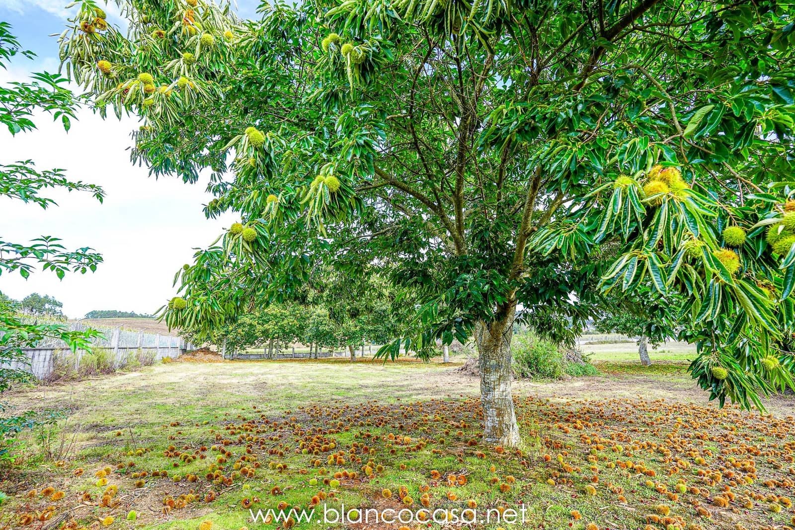 Teren niezagospodarowany na sprzedaż w Baio - 290 000 € (Ref: 9383472)