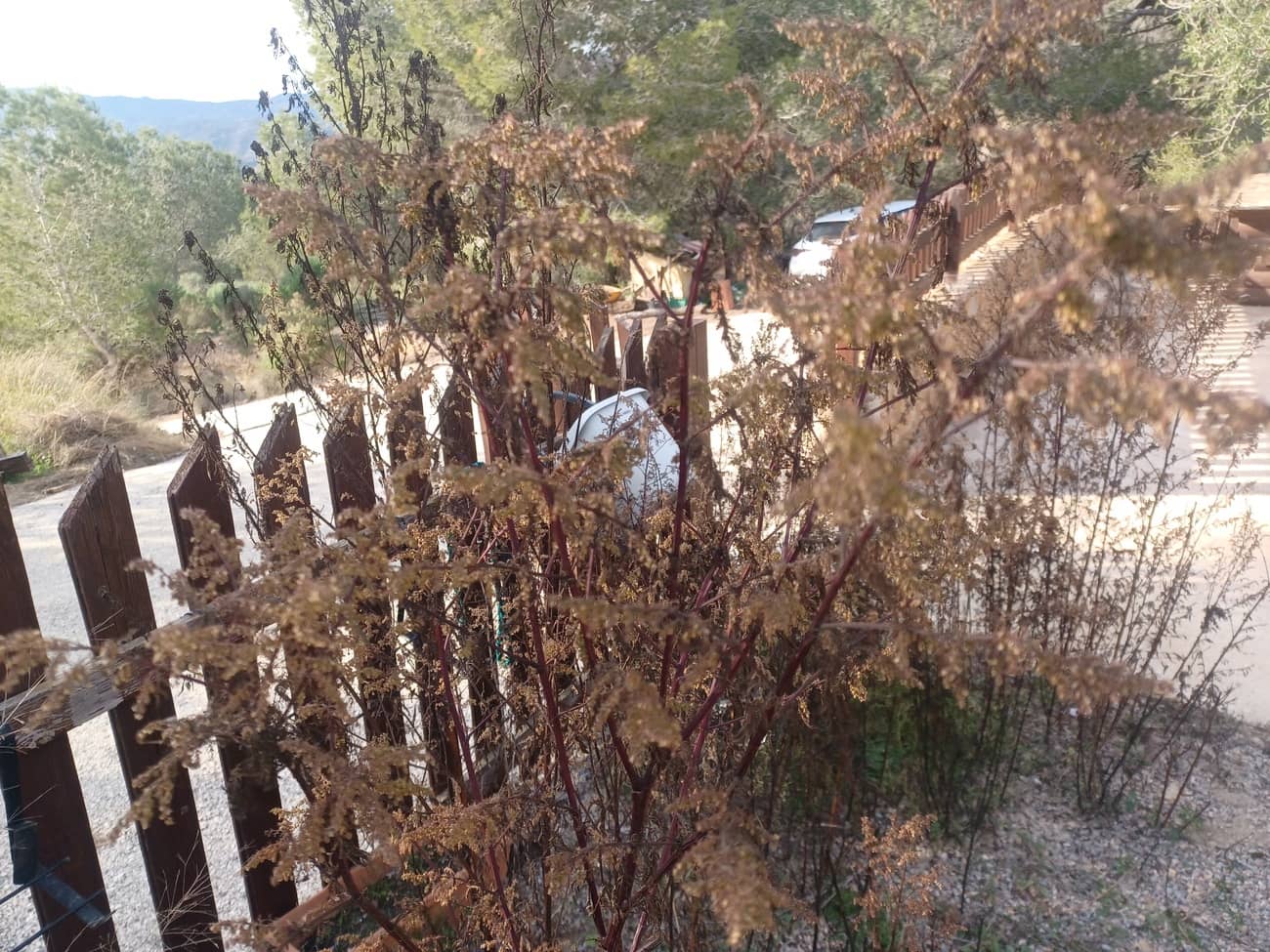 3 soveværelse Finca/Landehus til salg i Gea y Truyols med swimmingpool - € 590.000 (Ref: 9799052)