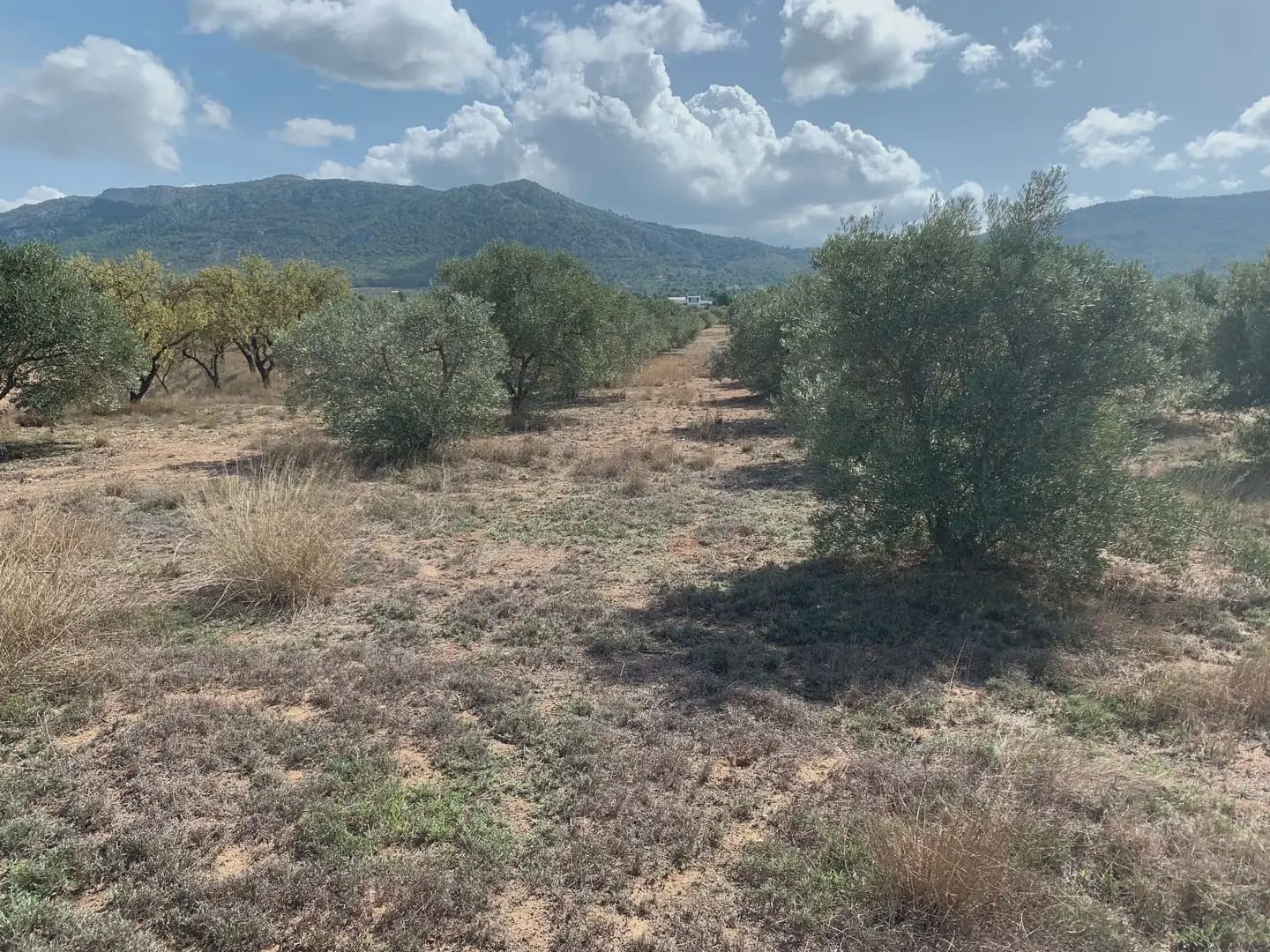 Teren niezagospodarowany na sprzedaż w Villena - 49 500 € (Ref: 9773483)