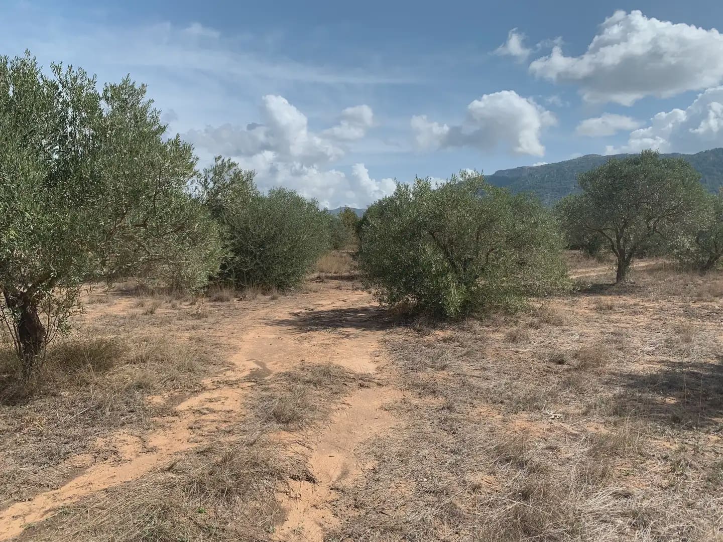 Teren niezagospodarowany na sprzedaż w Villena - 49 500 € (Ref: 9773483)