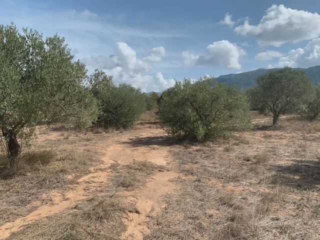 Teren niezagospodarowany na sprzedaż w Villena - 49 500 € (Ref: 9773483)