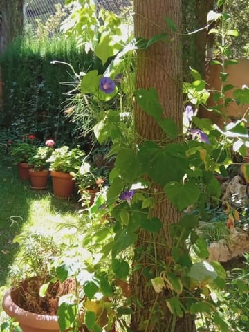 3 soveværelse Byhus til salg i Villena med garage - € 200.000 (Ref: 9773493)