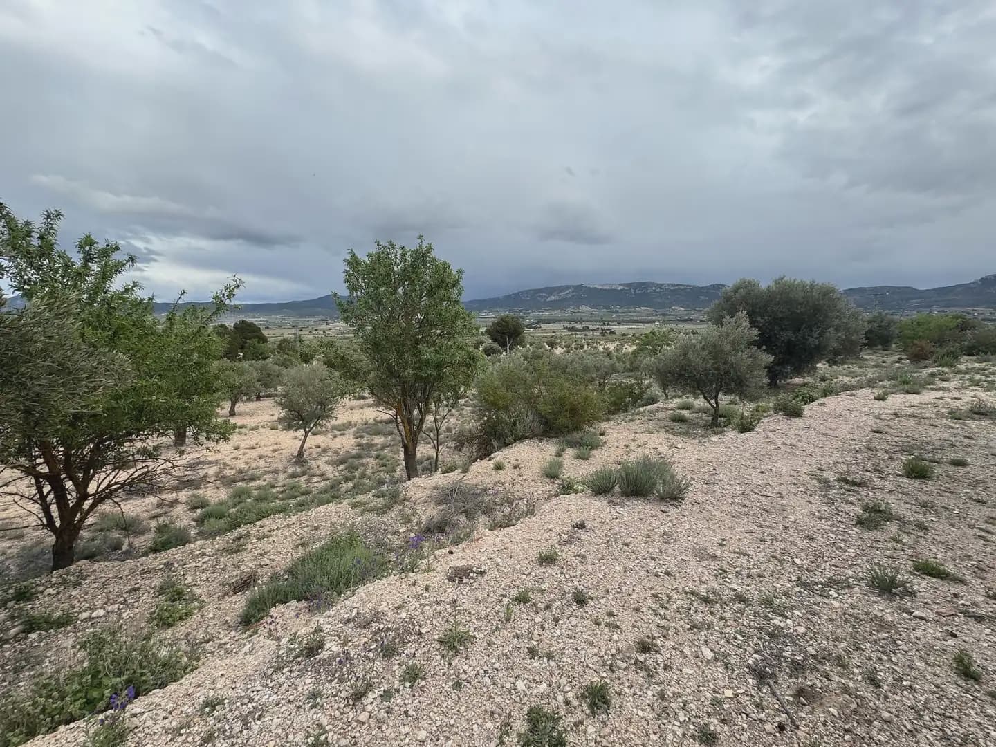 Teren niezagospodarowany na sprzedaż w Villena - 56 500 € (Ref: 9773518)