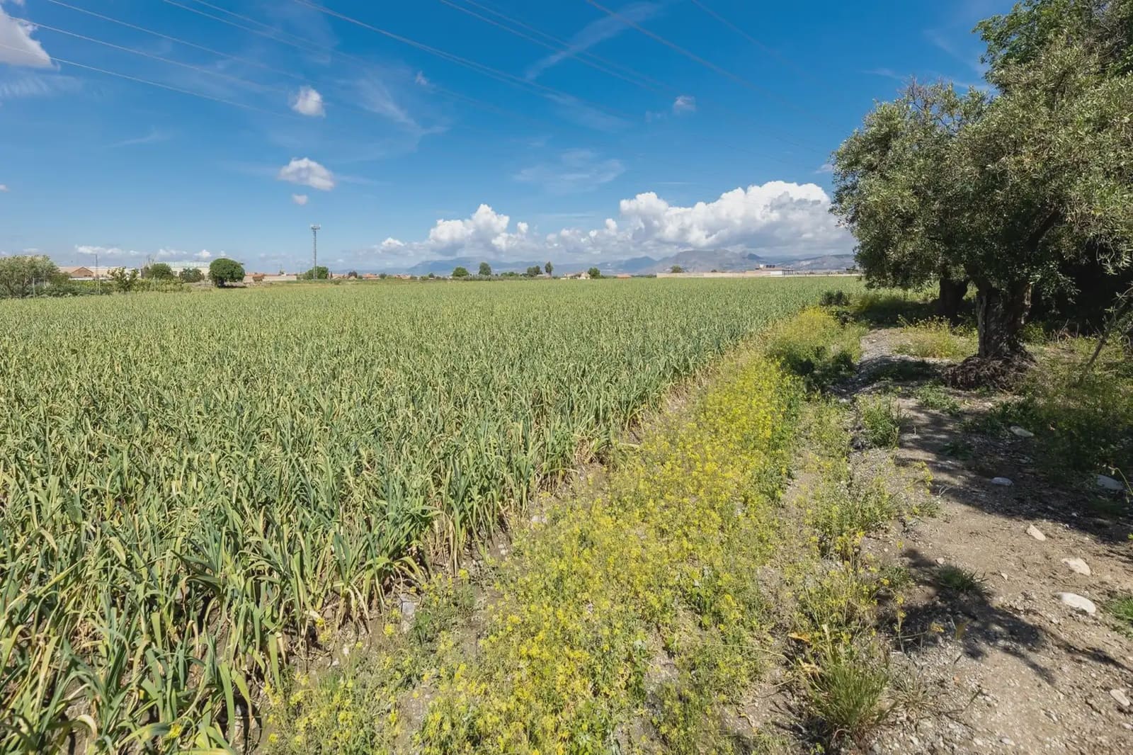 Grond te koop in Cullar Vega - € 45.000 (Ref: 9837048)