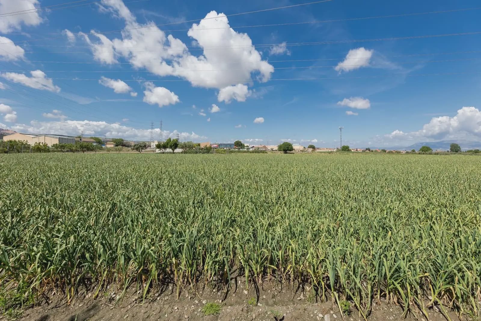 Grond te koop in Cullar Vega - € 45.000 (Ref: 9837048)