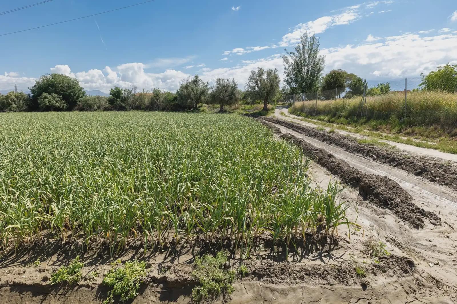 Grond te koop in Cullar Vega - € 45.000 (Ref: 9837048)