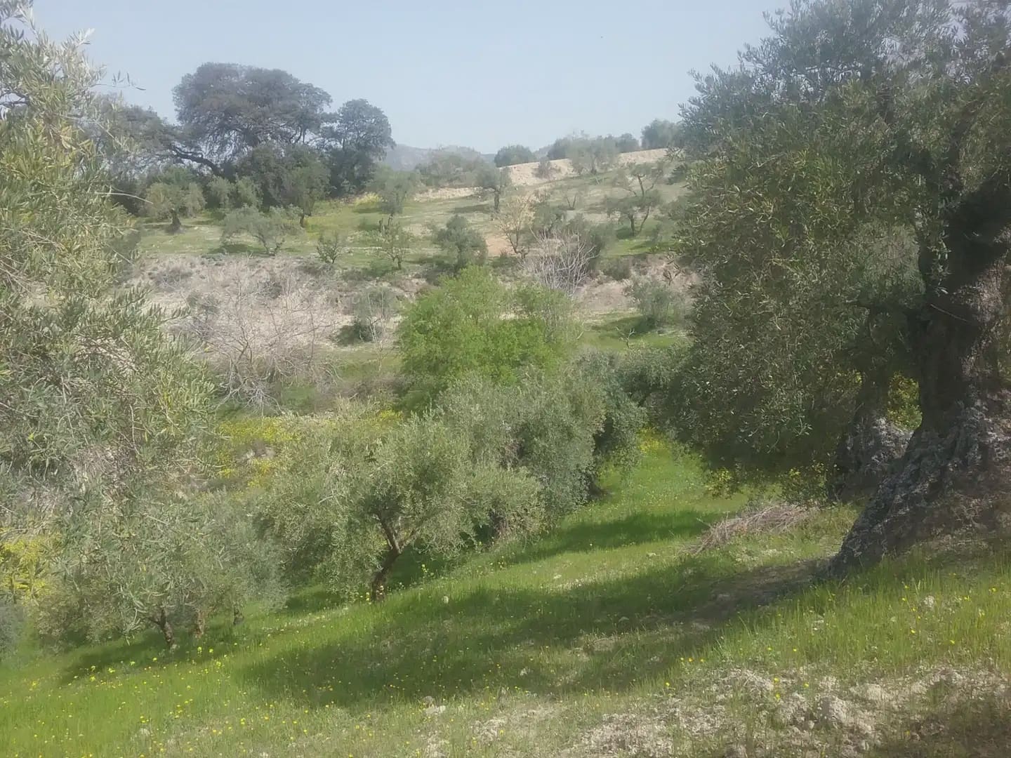 Grunde uden byggetilladelser til salg i Granada by - € 55.000 (Ref: 9837079)