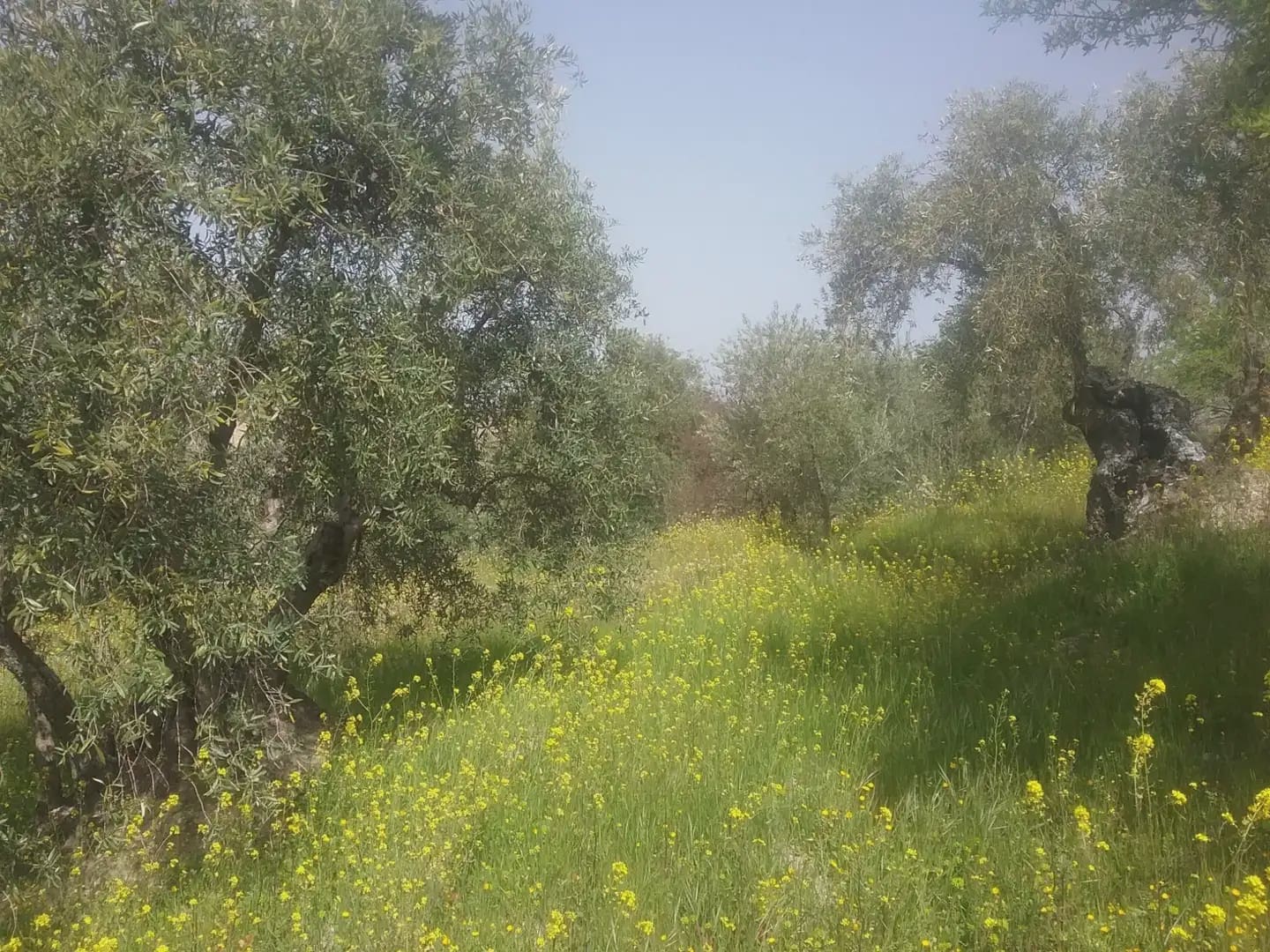Grunde uden byggetilladelser til salg i Granada by - € 55.000 (Ref: 9837079)