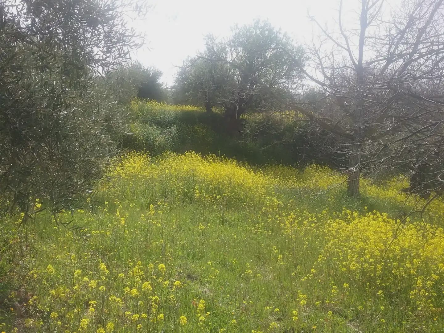 Grunde uden byggetilladelser til salg i Granada by - € 55.000 (Ref: 9837079)