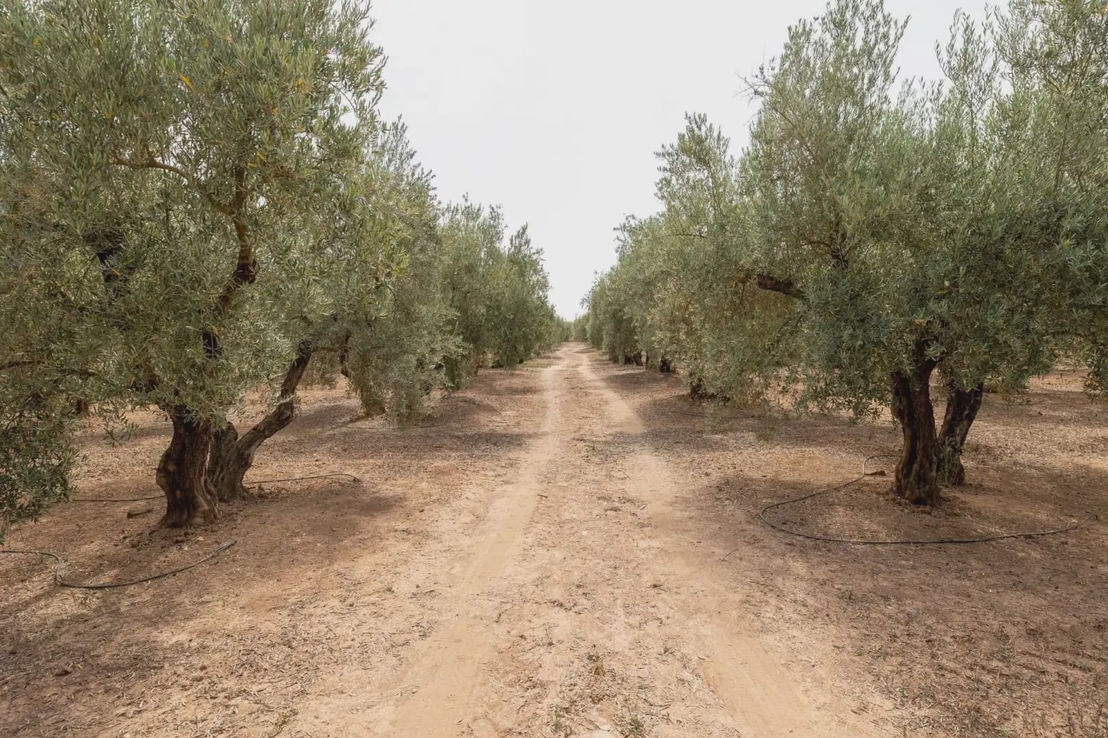 Finca/Country House for sale in Moraleda de Zafayona with pool garage - € 599,000 (Ref: 9837112)