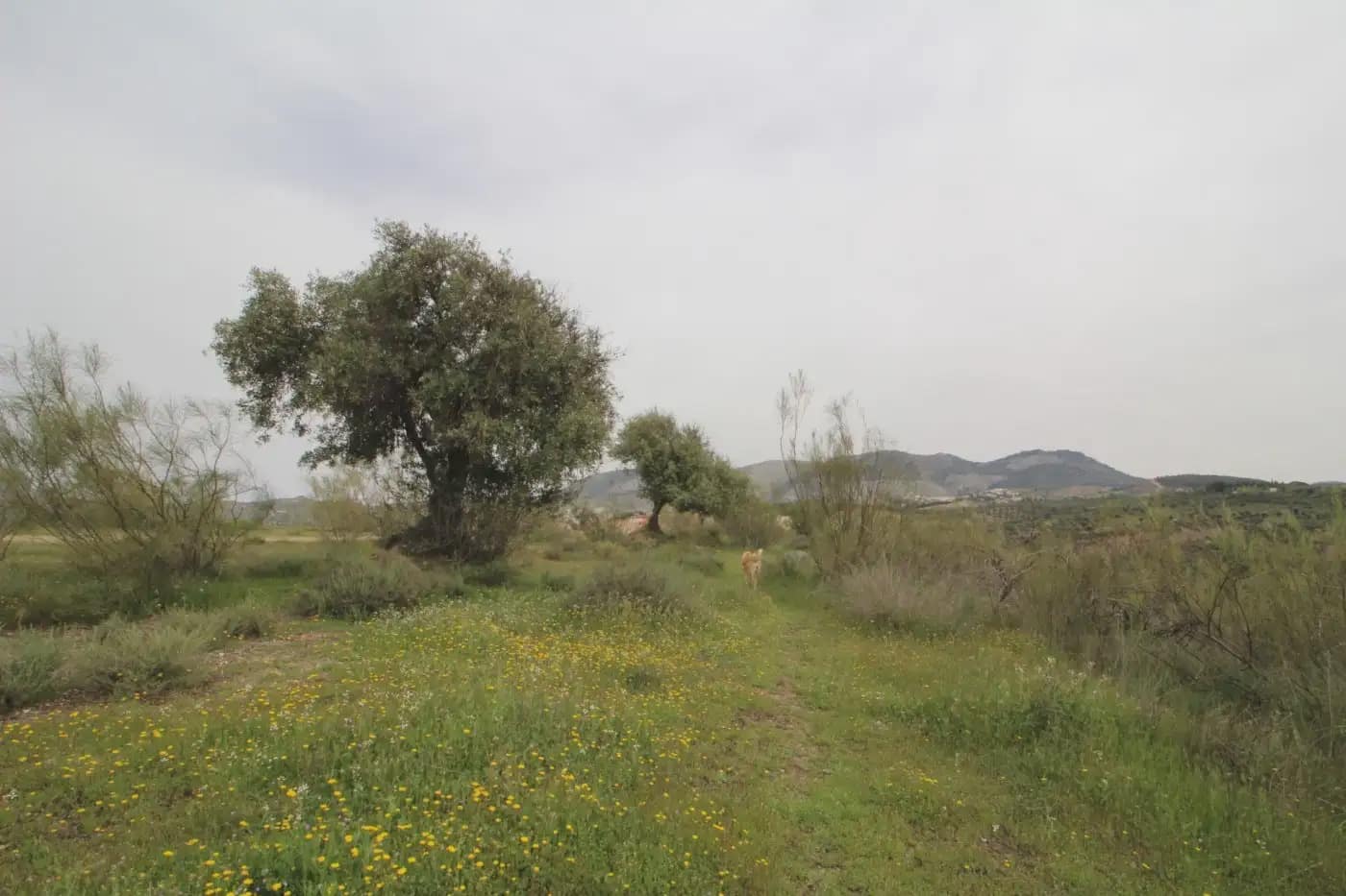 Finca/Herregård til salgs i Jun - € 110 000 (Ref: 9837182)