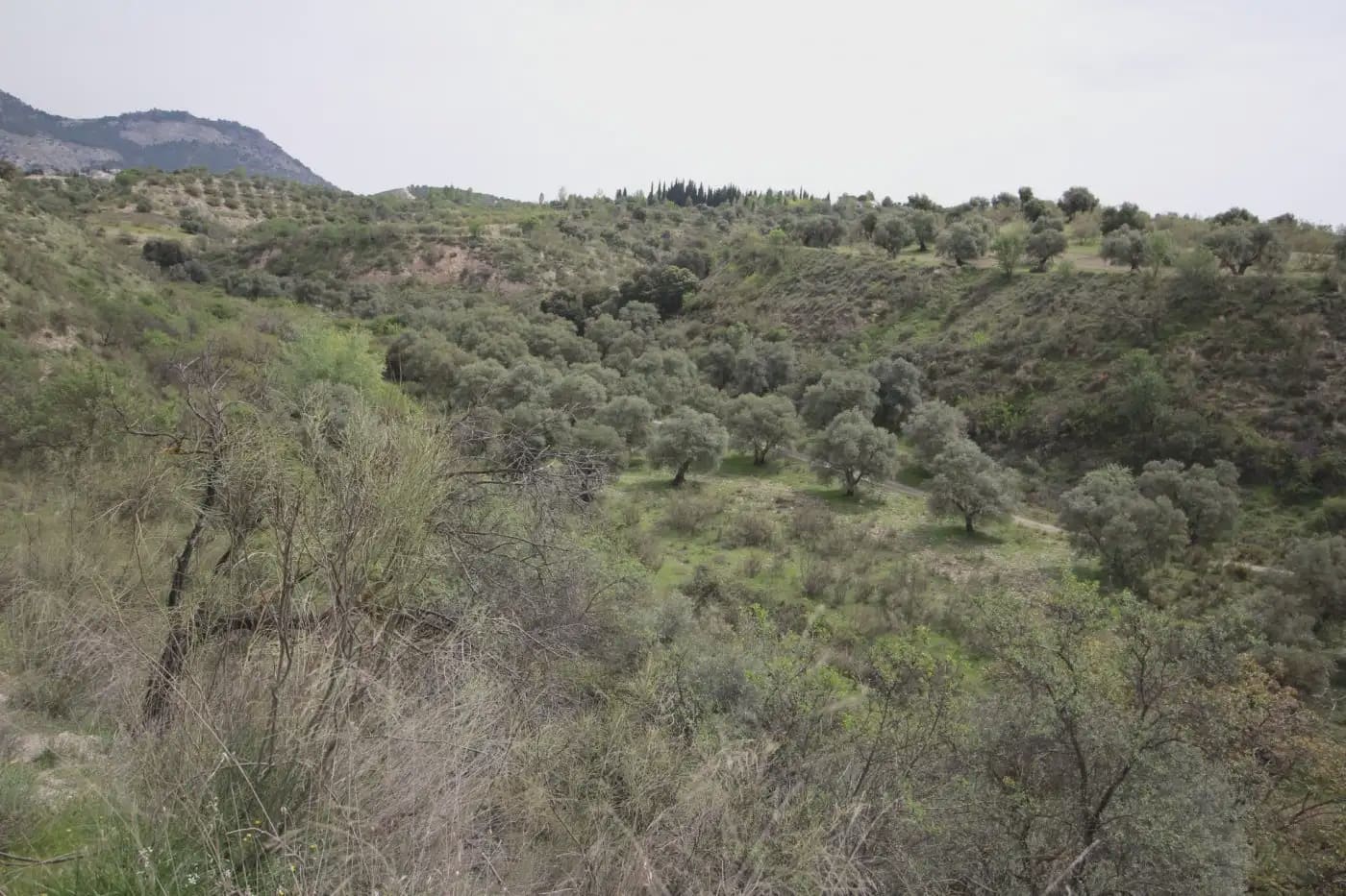 Finca/Herregård til salgs i Jun - € 110 000 (Ref: 9837182)
