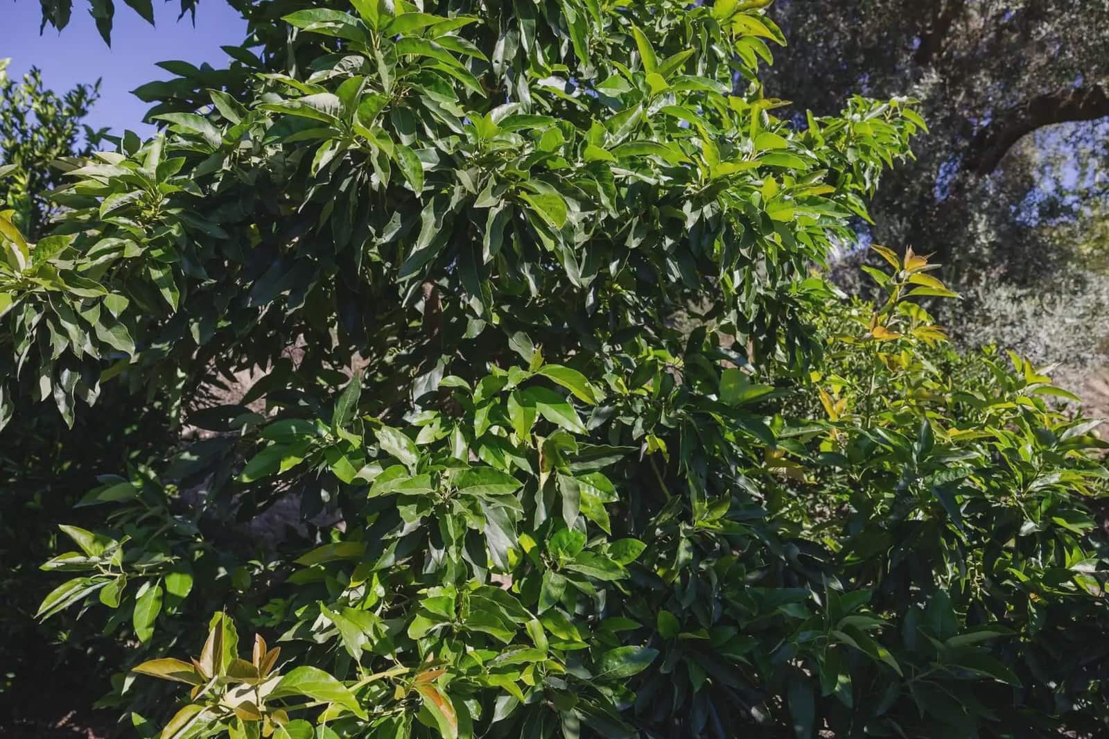 Terreno Não Urbanizado para venda em Murchas - 120 000 € (Ref: 9837183)