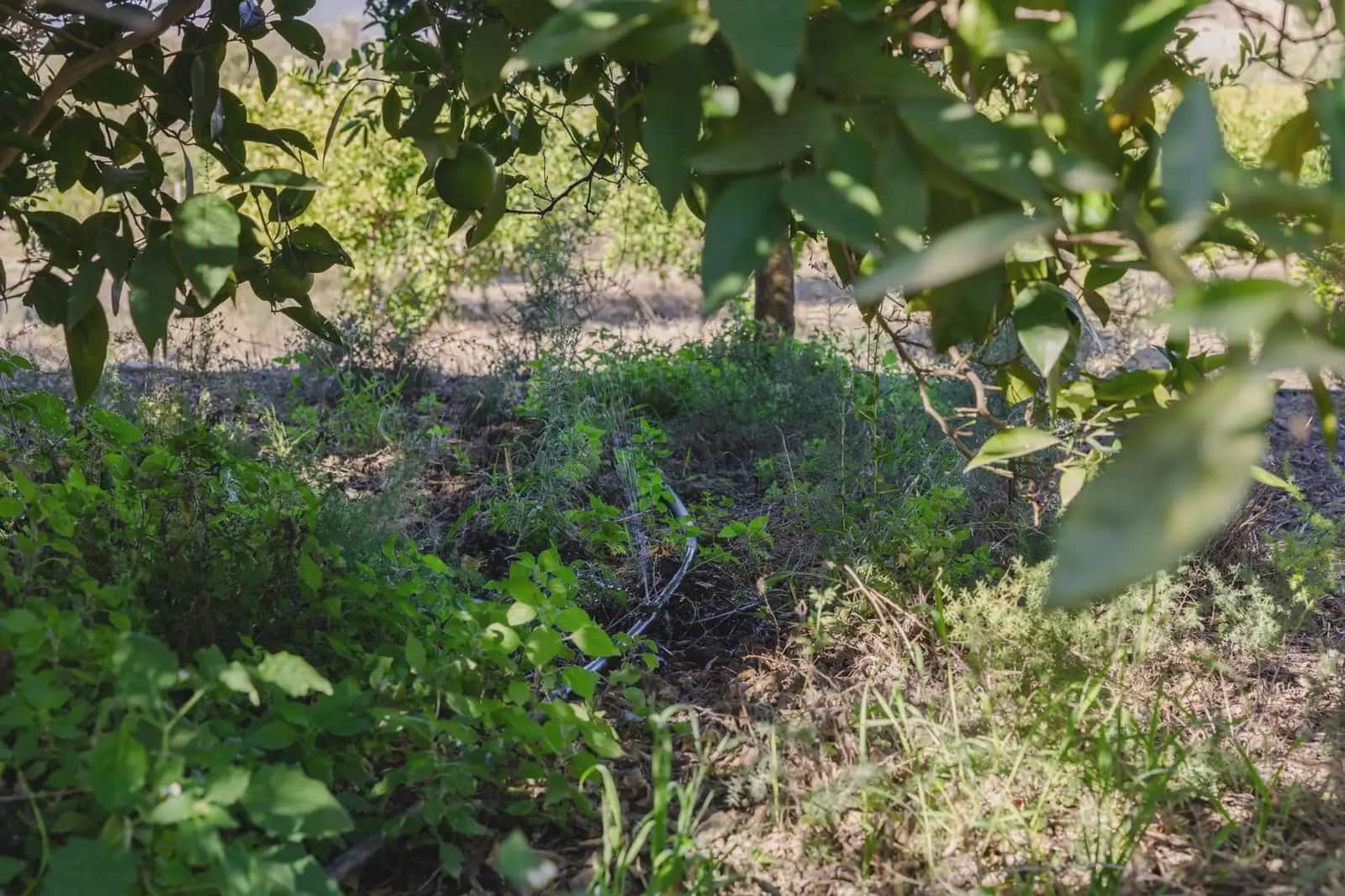 Terreno Não Urbanizado para venda em Murchas - 120 000 € (Ref: 9837183)
