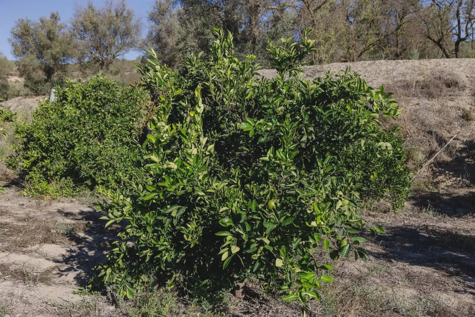 Terreno Não Urbanizado para venda em Murchas - 120 000 € (Ref: 9837183)