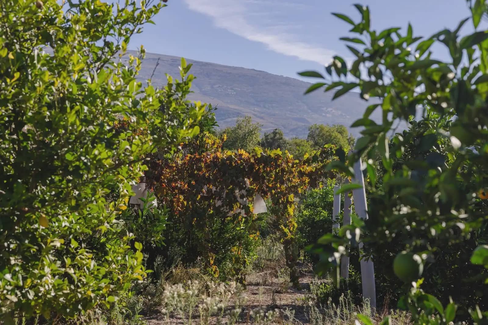 Terreno Não Urbanizado para venda em Murchas - 120 000 € (Ref: 9837183)