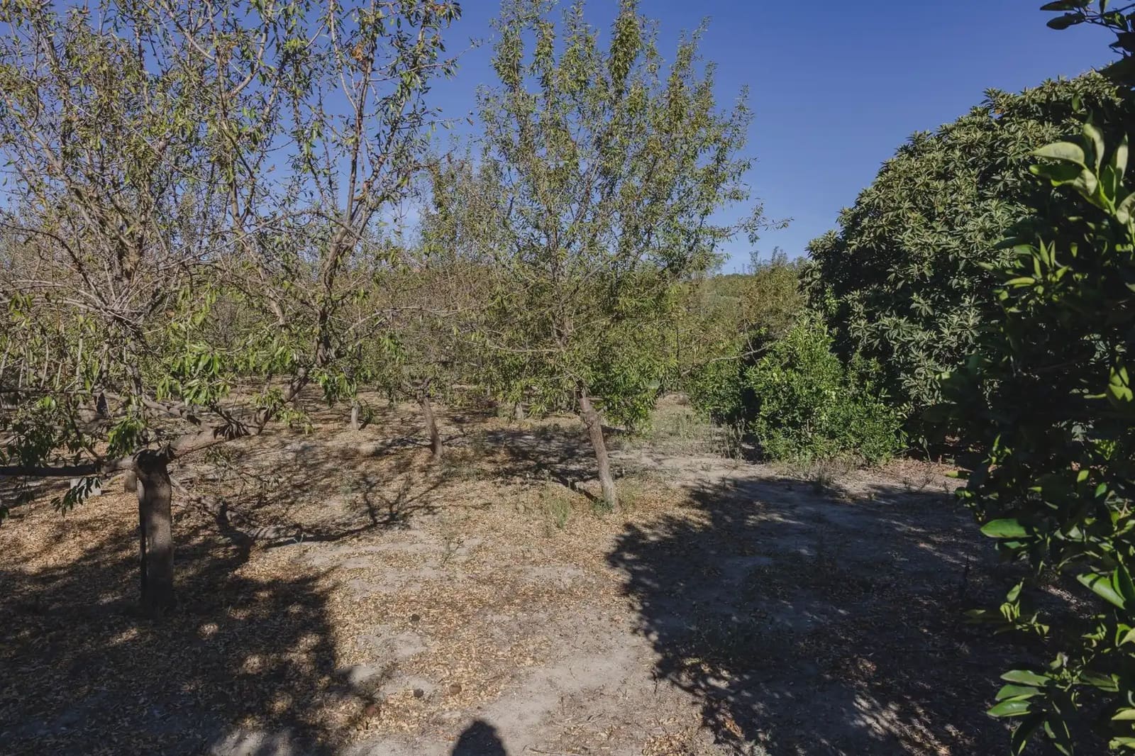 Terreno Não Urbanizado para venda em Murchas - 120 000 € (Ref: 9837183)