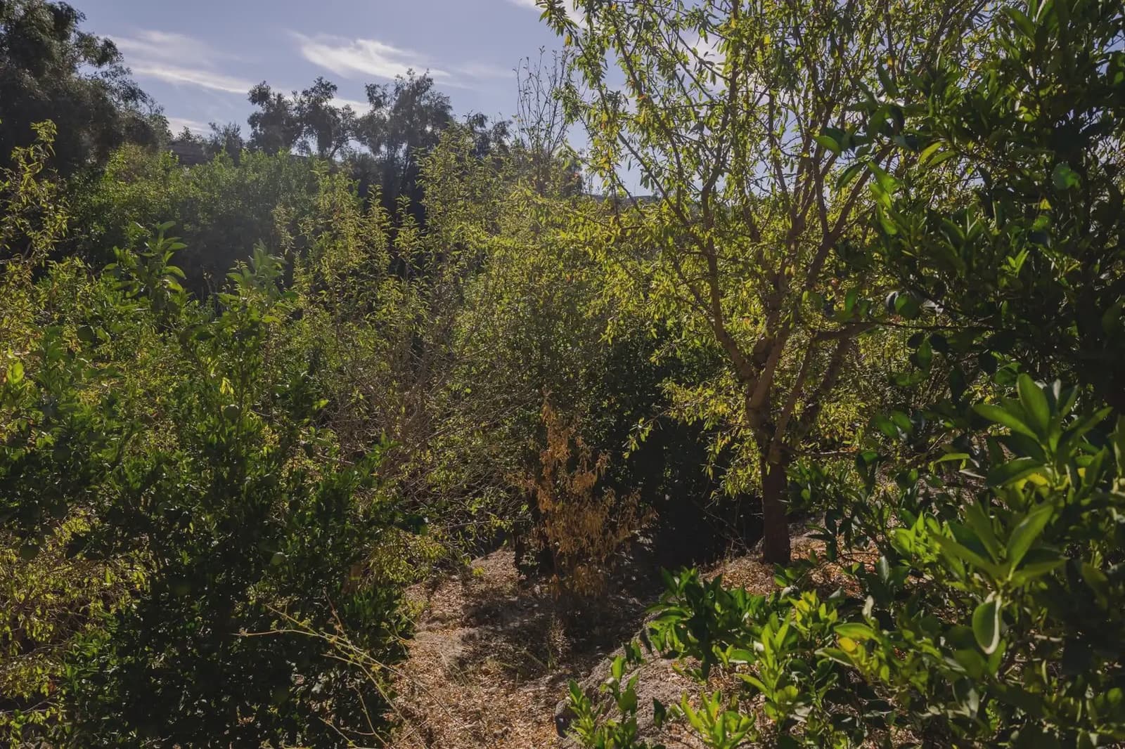 Terreno Não Urbanizado para venda em Murchas - 120 000 € (Ref: 9837183)