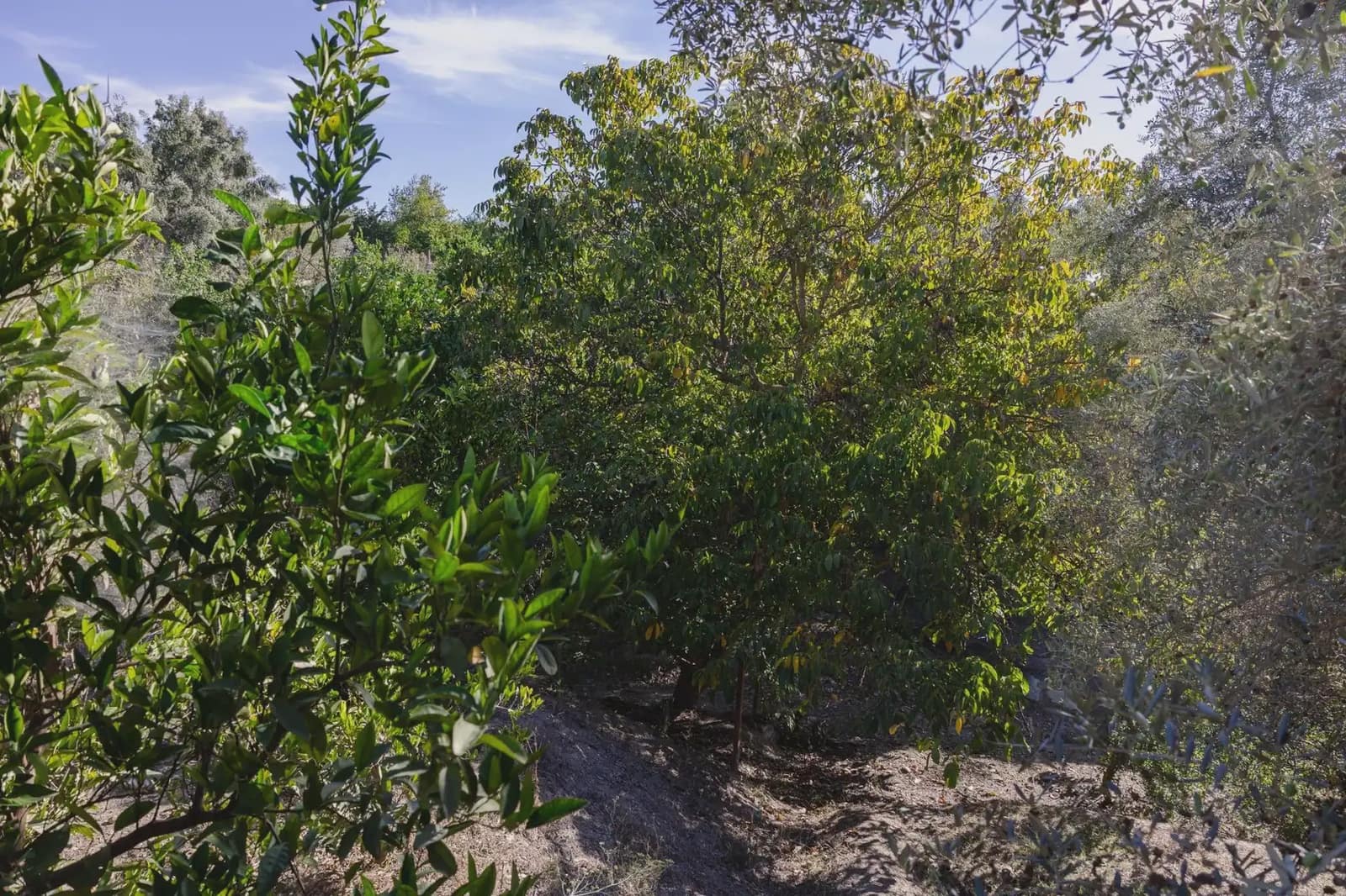 Terreno Não Urbanizado para venda em Murchas - 120 000 € (Ref: 9837183)