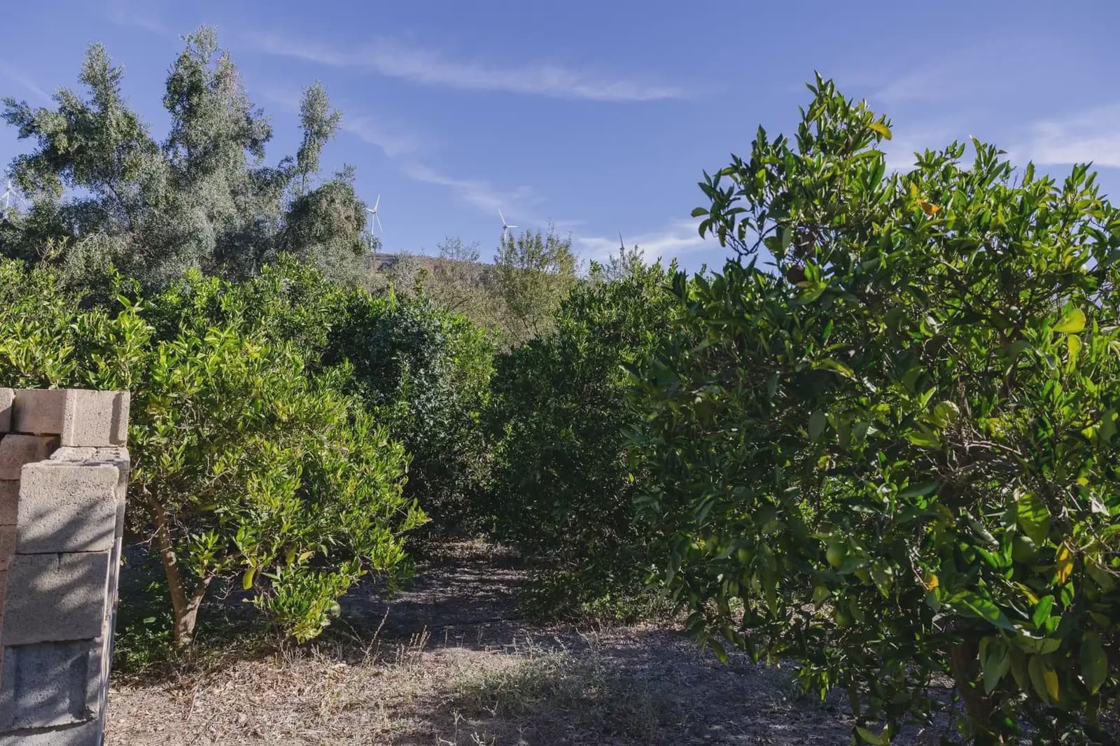 Terreno Não Urbanizado para venda em Murchas - 120 000 € (Ref: 9837183)