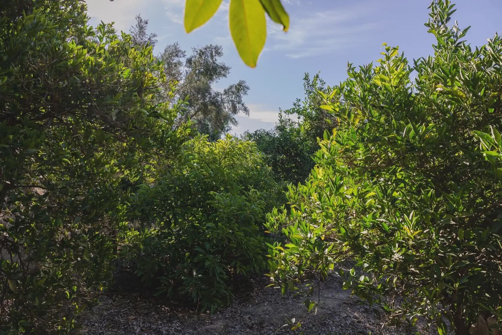 Terreno Não Urbanizado para venda em Murchas - 120 000 € (Ref: 9837183)