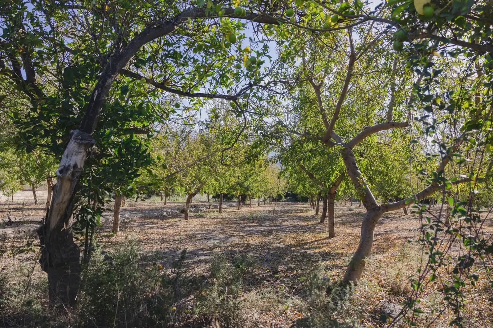 Terreno Não Urbanizado para venda em Murchas - 120 000 € (Ref: 9837183)