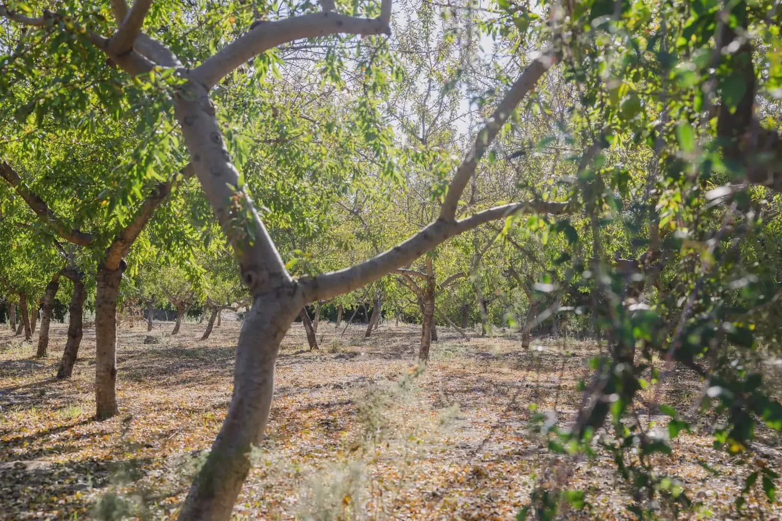 Terreno Não Urbanizado para venda em Murchas - 120 000 € (Ref: 9837183)