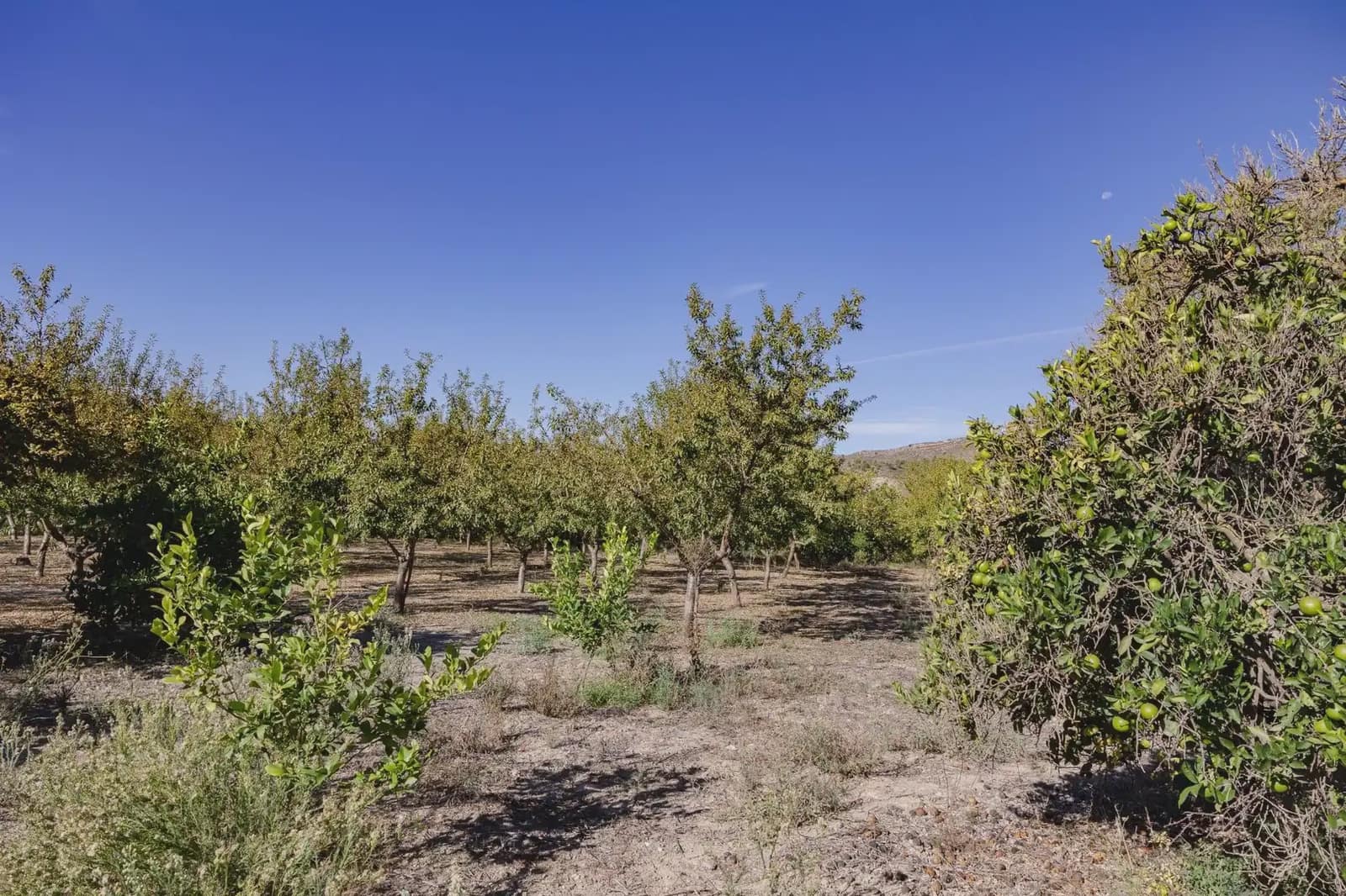 Terreno Não Urbanizado para venda em Murchas - 120 000 € (Ref: 9837183)