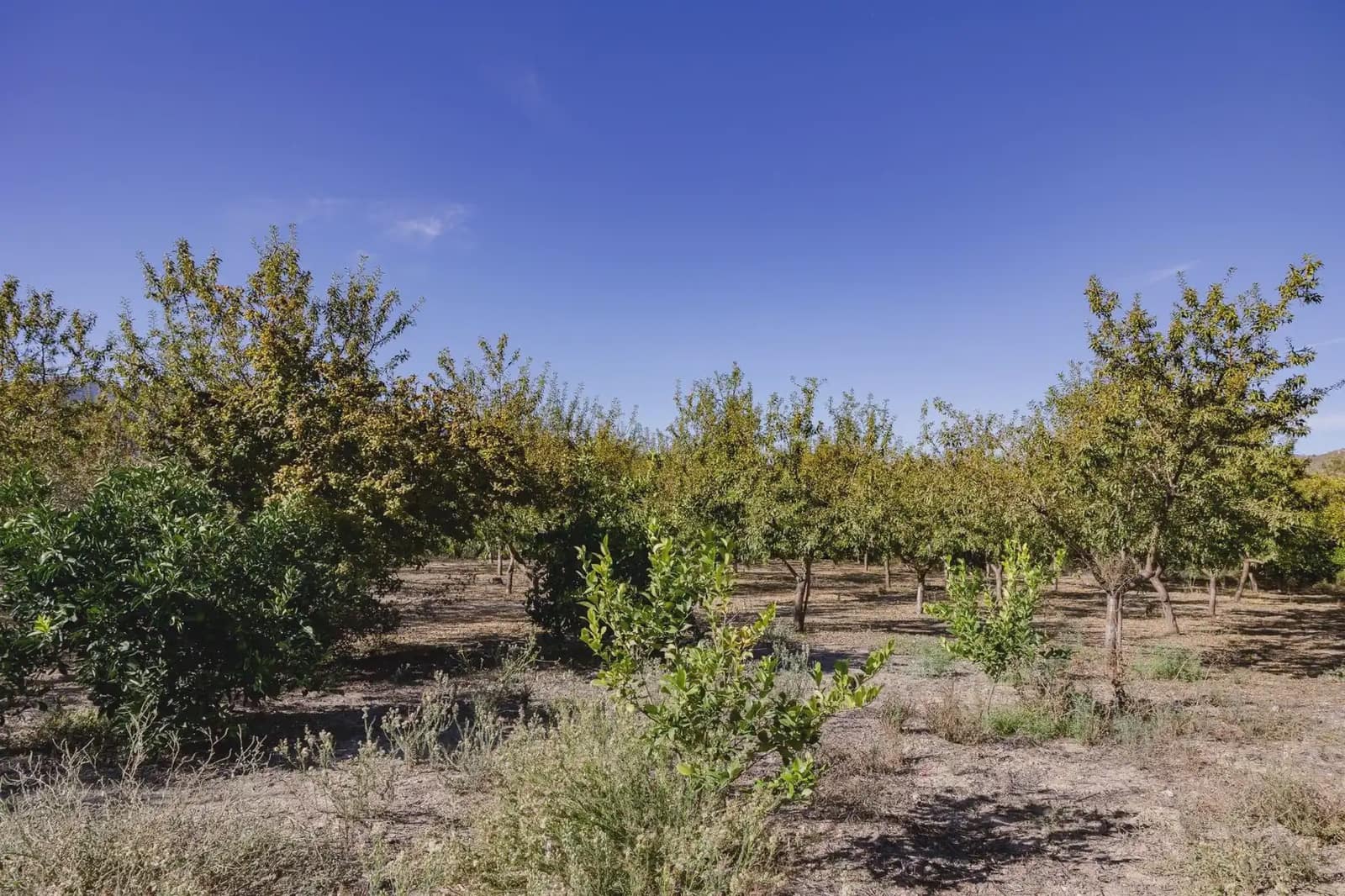 Terreno Não Urbanizado para venda em Murchas - 120 000 € (Ref: 9837183)