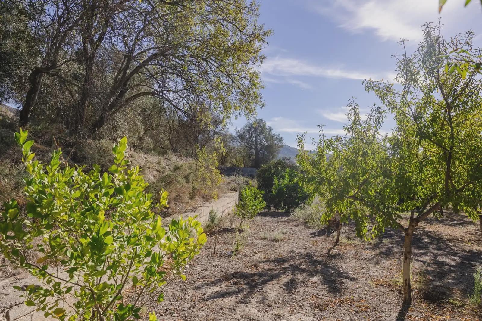Terreno Não Urbanizado para venda em Murchas - 120 000 € (Ref: 9837183)