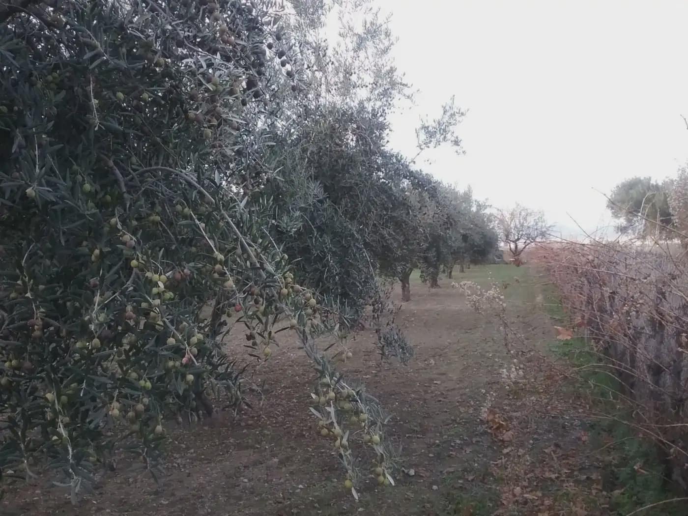 Quinta/Casa Rural para venda em La Zubia - 78 000 € (Ref: 9837187)