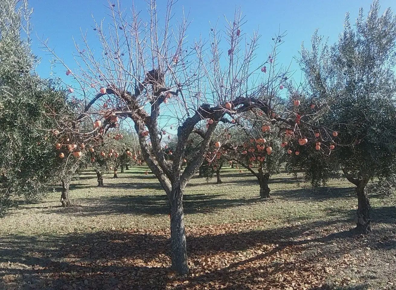 Quinta/Casa Rural para venda em La Zubia - 78 000 € (Ref: 9837187)